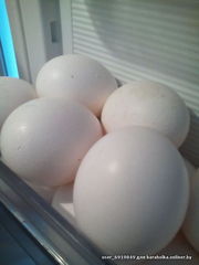 Яйца куриные,  белые,  домашние. Породам излишки. 15000 руб.
